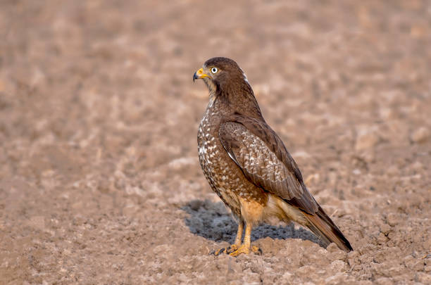 A Harris Hawk on a glove