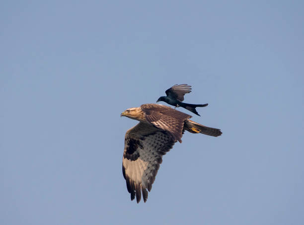 istock Birds Of Prey from Asia 1270231292