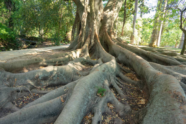 istock robust tree with roots protruding from the soil surface.  moraceae, ficus macrophylla 1270231457
