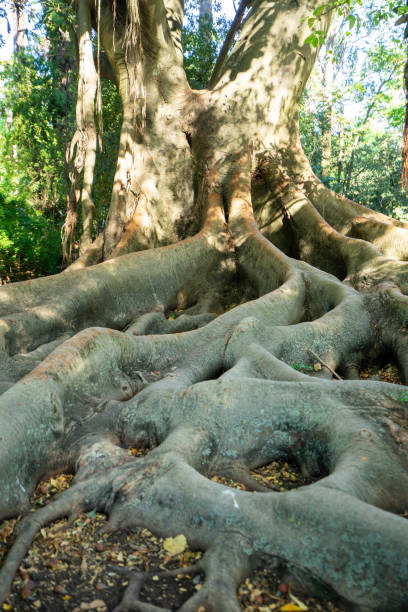 istock robust tree with roots protruding from the soil surface.  moraceae, ficus macrophylla 1270231459