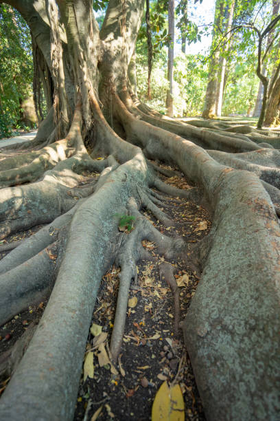 istock robust tree with roots protruding from the soil surface.  moraceae, ficus macrophylla 1270231474