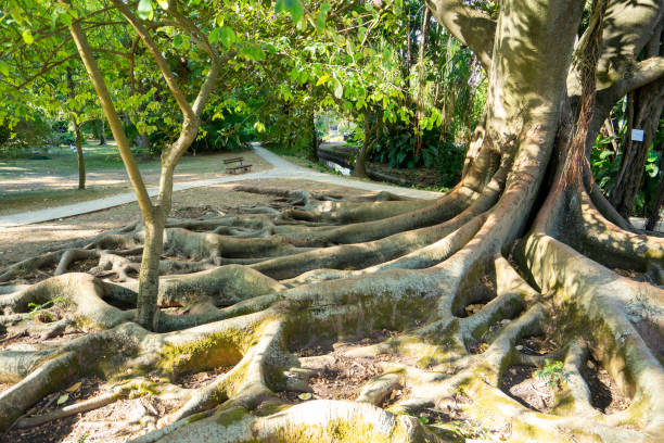 large roots on top of large tree soil Ficus sycomorus L