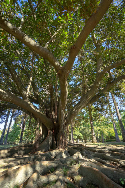 istock large roots on top of large tree soil Ficus sycomorus L 1270231528