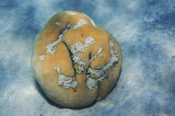 istock red sea coral detail 1270231546