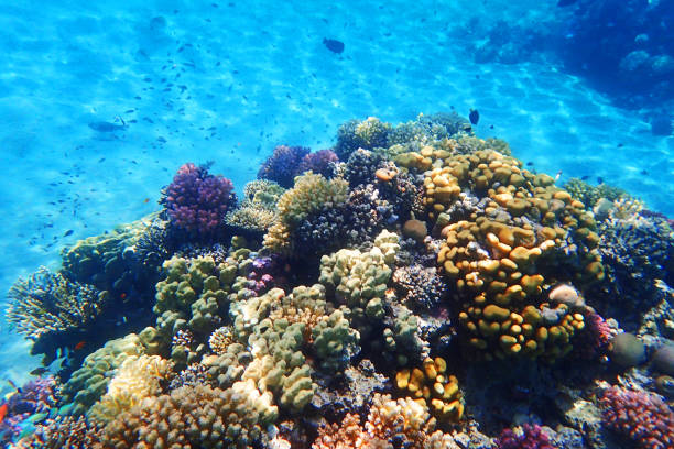 istock coral reef in Red Sea 1270231576