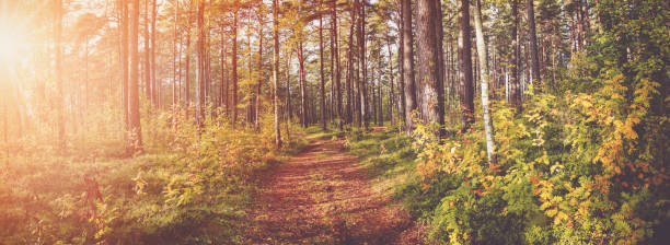 istock Tree leaves in autumn in forest with beautiful sunlight 1270231928