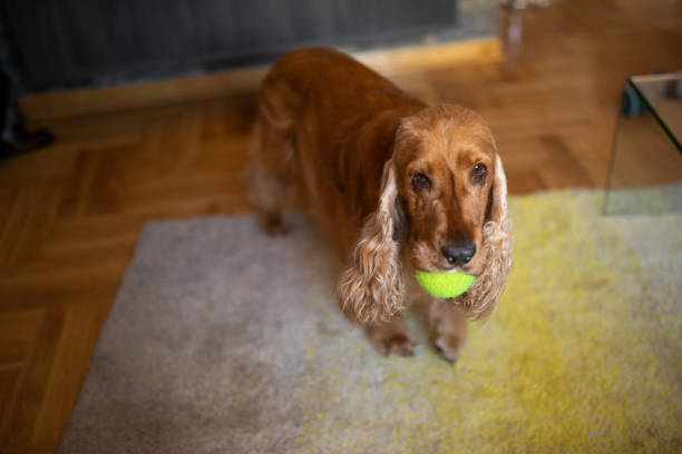 istock Playing with my favorite toy 1270232087