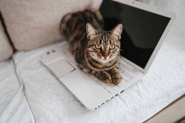 istock There are no social networks today, play with me 1270232690