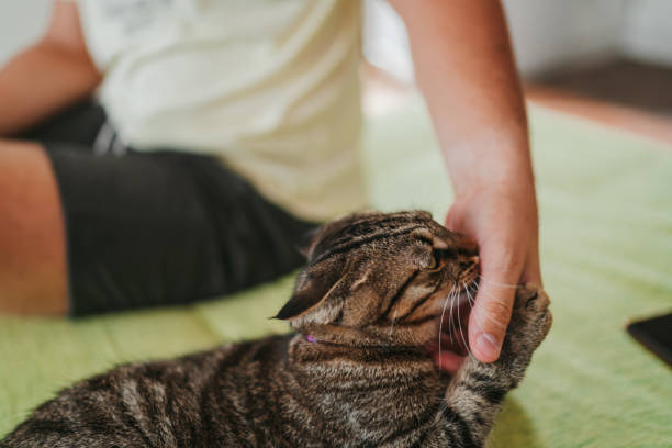istock Man plays with cat at home 1270232774