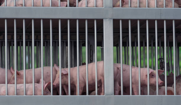 Pigs in truck transport from farm to slaughterhouse. African swine fever (ASF) and swine flu concept. Swine flu (H1N1 virus) carrier. Meat industry. Animal meat market. Pig in metal fence on truck. cerdos en el transporte de camiones de la granja al matadero. concepto de peste porcina africana (asf) y gripe porcina. portador de gripe porcina (virus h1n1). industria cárnica. mercado de carne animal. cerdo en la valla metálica en el camión.