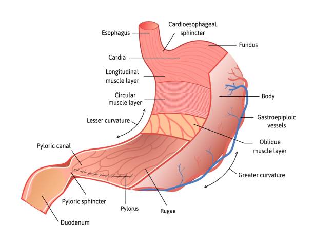 istock Human stomach anatomy isolated on white background. Stomach and its parts, vector illustration marked with lines. Detailed vector for study 1270233083