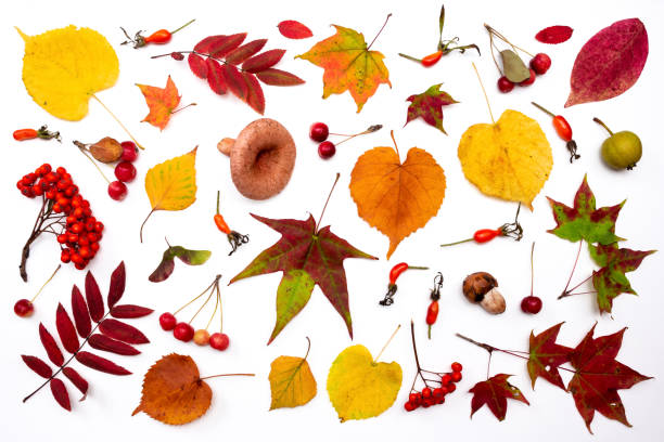 istock Autumn leaves, mushrooms, berries isolated on white background. 1270234265
