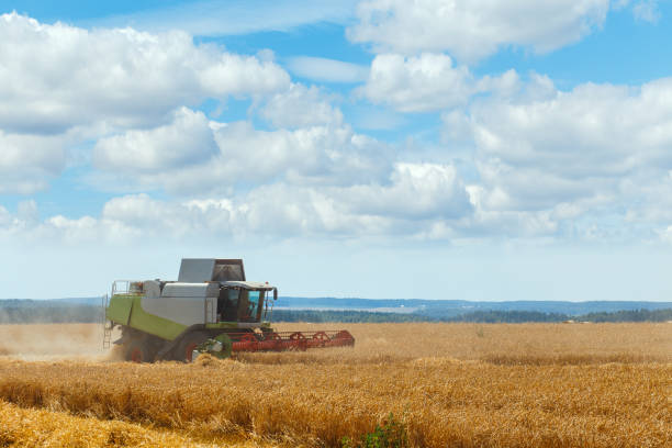 istock The combine harvests ripe wheat in the grain field. 1270235781