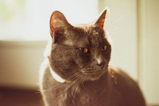 istock What are you loooking at? 1270238363