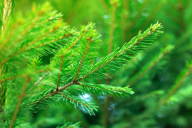 istock Background of Christmas tree branches. 1270238823