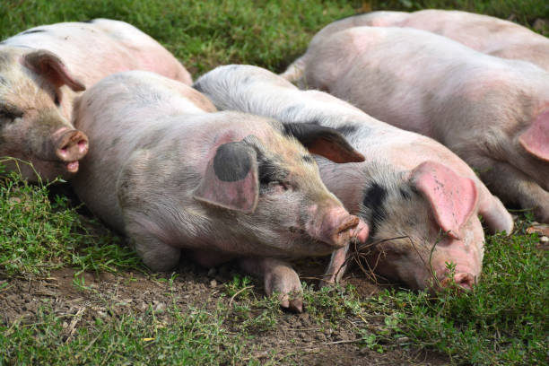 istock Group of pigs 1270239611