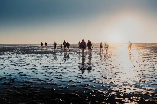 A group of people walking on the sand flats in the Waddensea at the start of the day.