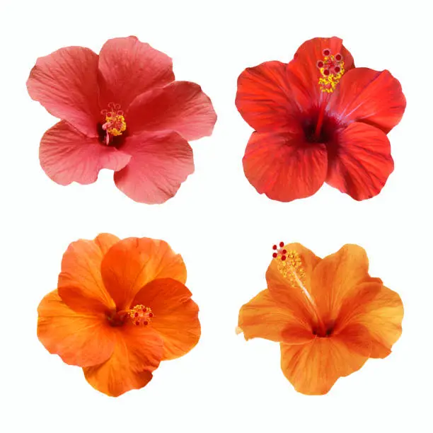 Photo of a set of isolated hibiscus flowers