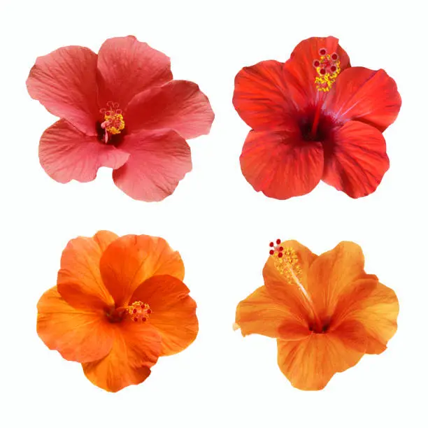 a set of pink, red and orange hibiscus flowers isolated on white background