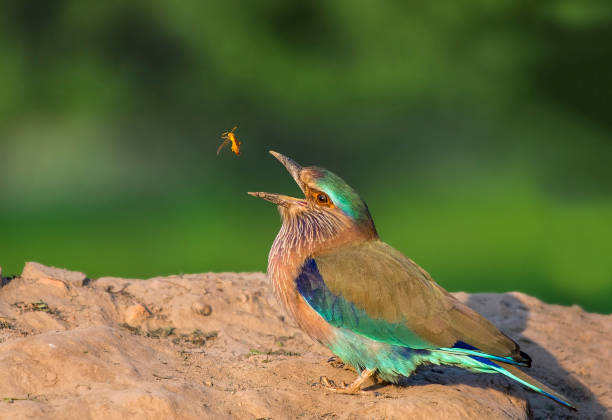 istock Birds Of Prey from Asia 1270240213