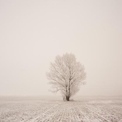 A single tree stands in the middle of a field. Winter shows itself from its most beautiful side.