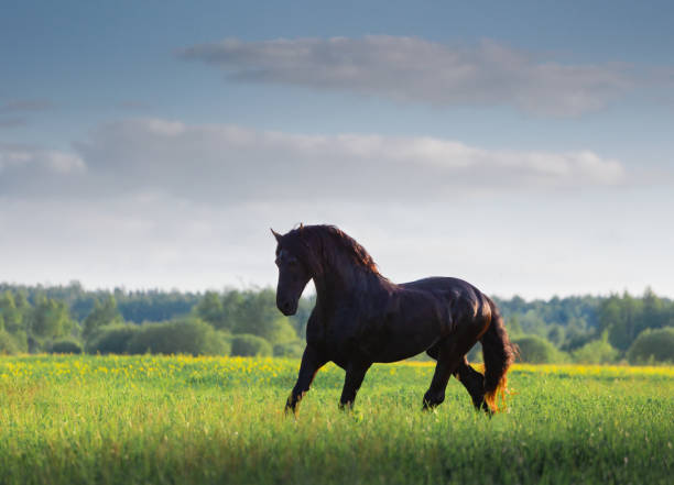 istock Black Friesian horse 1270244671