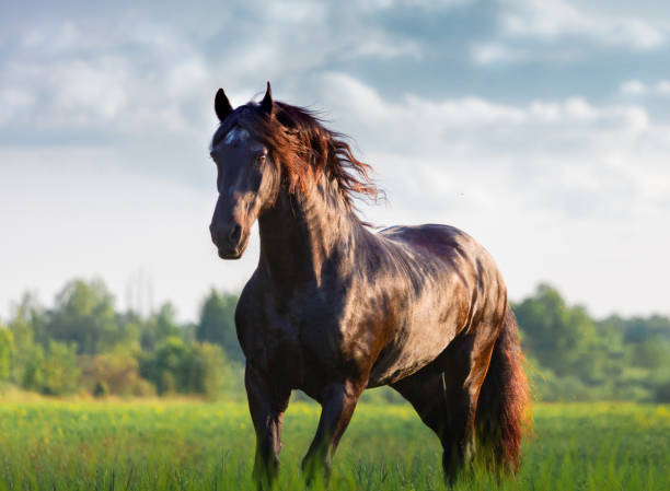 istock Black Friesian horse 1270244688