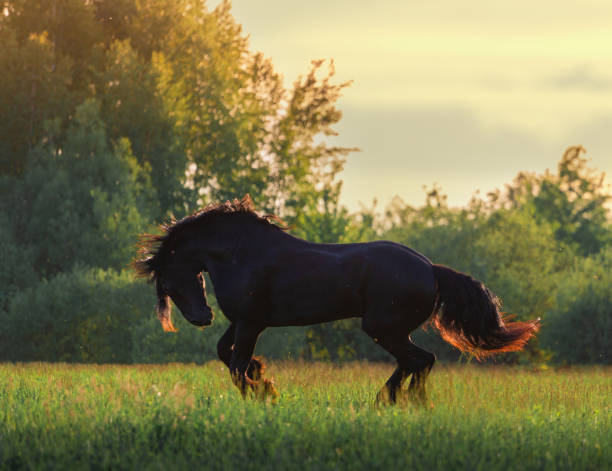 istock Black Friesian horse 1270244717