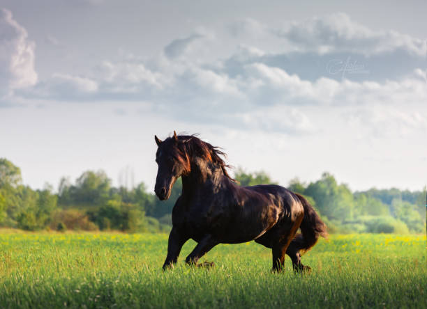 istock Black Friesian horse 1270244732
