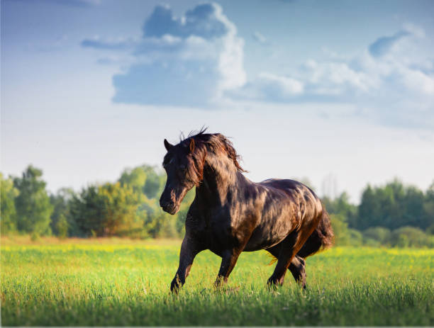 istock Black Friesian horse 1270244750