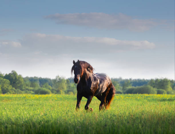 istock Black Friesian horse 1270244756