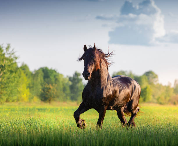 cheval de frise noire - horse black stallion friesian horse photos et images de collection