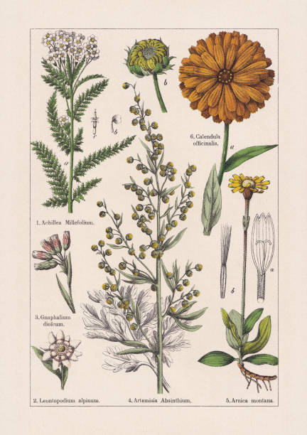 magnoliidy, asteraceae, chromolitograf, opublikowane w 1895 - edelweiss stock illustrations