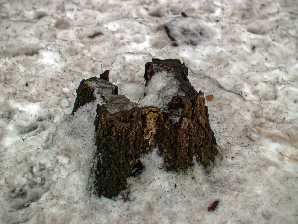 istock old stump in the forest under the snow 1270246236