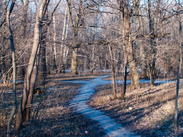istock little snow on a clear winter day in the forest 1270247187