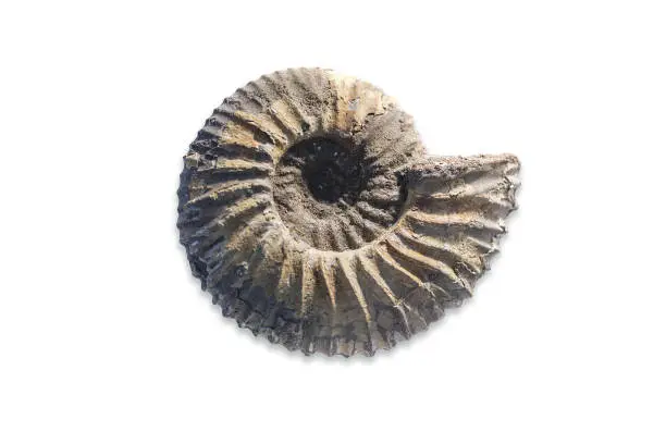 Fossilized ammonite. Ancient fossil cephalopod mollusc