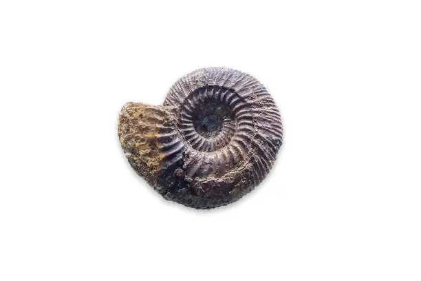 Fossilized ammonite. Ancient fossil cephalopod mollusc