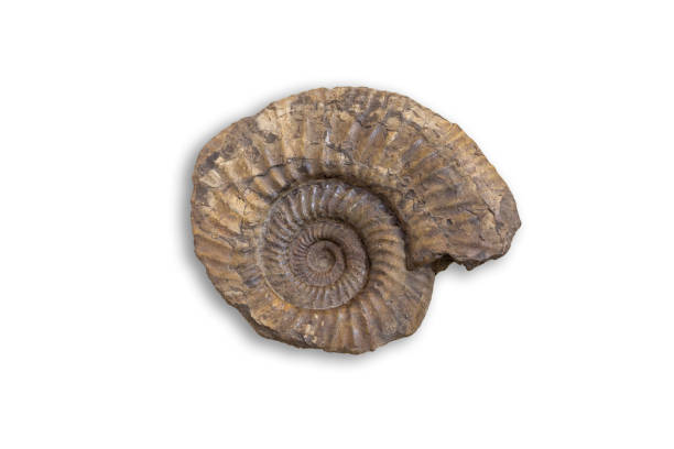 istock Ancient fossil cephalopod mollusc 1270247836