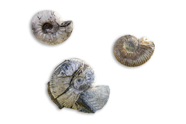 istock Ancient fossil cephalopod mollusc 1270247838