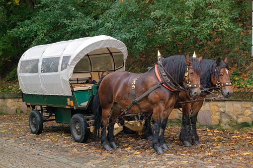 Dyrehaven, Copenhagen, Denmark - September 22th 2022: The horse driven carriages in Dyrehaven is a popular past time for tourists wanting to see the Danish nature. Dyrehaven is a large public deer park north of Copenhagen and is a UNESCO heritage site because its lay out as a royal hunting ground for par force hunting.