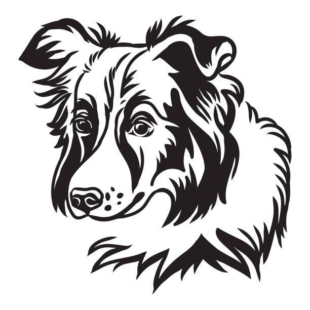 Vector image of border collie dog on white background Decorative outline portrait of cute border collie dog vector illustration in black color isolated on white background. Isolated image for design and tattoo. border collie drawing stock illustrations