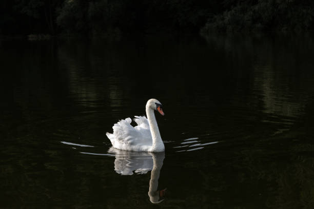 istock white Swan on the dark water 1270251210