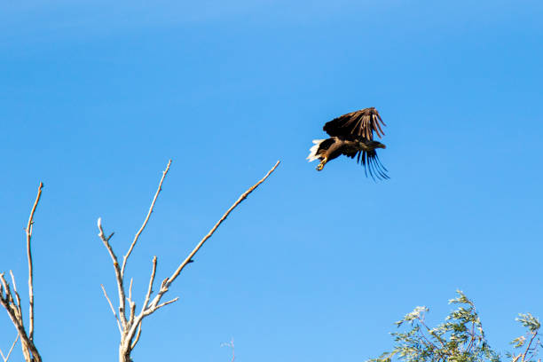 big eagle bird taking off stock photo