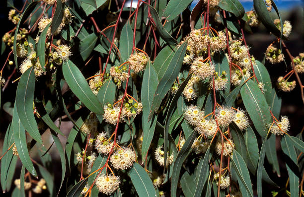 eukalyptus - bluegum tree stock-fotos und bilder