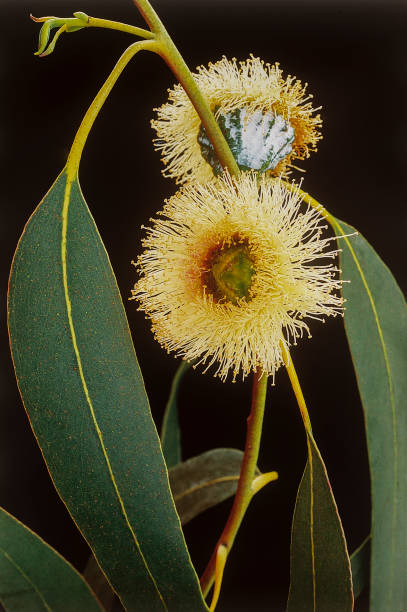 eukalyptus - bluegum tree stock-fotos und bilder