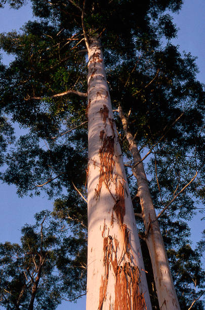 eukalyptus - bluegum tree stock-fotos und bilder