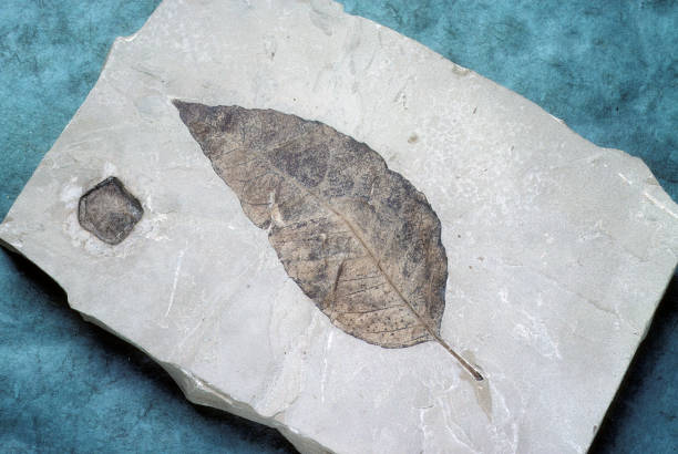 fossil of eucalyptus - fossil leaves imagens e fotografias de stock