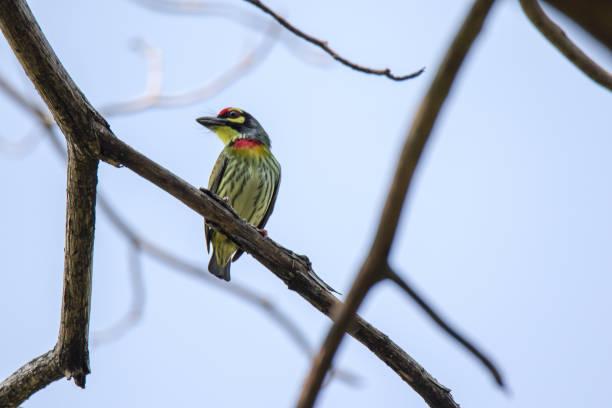 istock coppersmith barbet on a branch, 1270253491