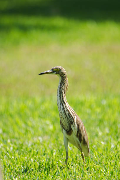 istock Chinese pond heron On the lawn, 1270253524