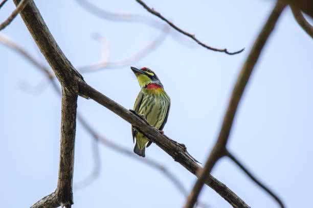 istock coppersmith barbet on a branch, 1270253715